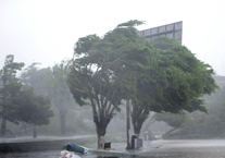 直击超强台风威马逊登陆海南 大树被拦腰吹断